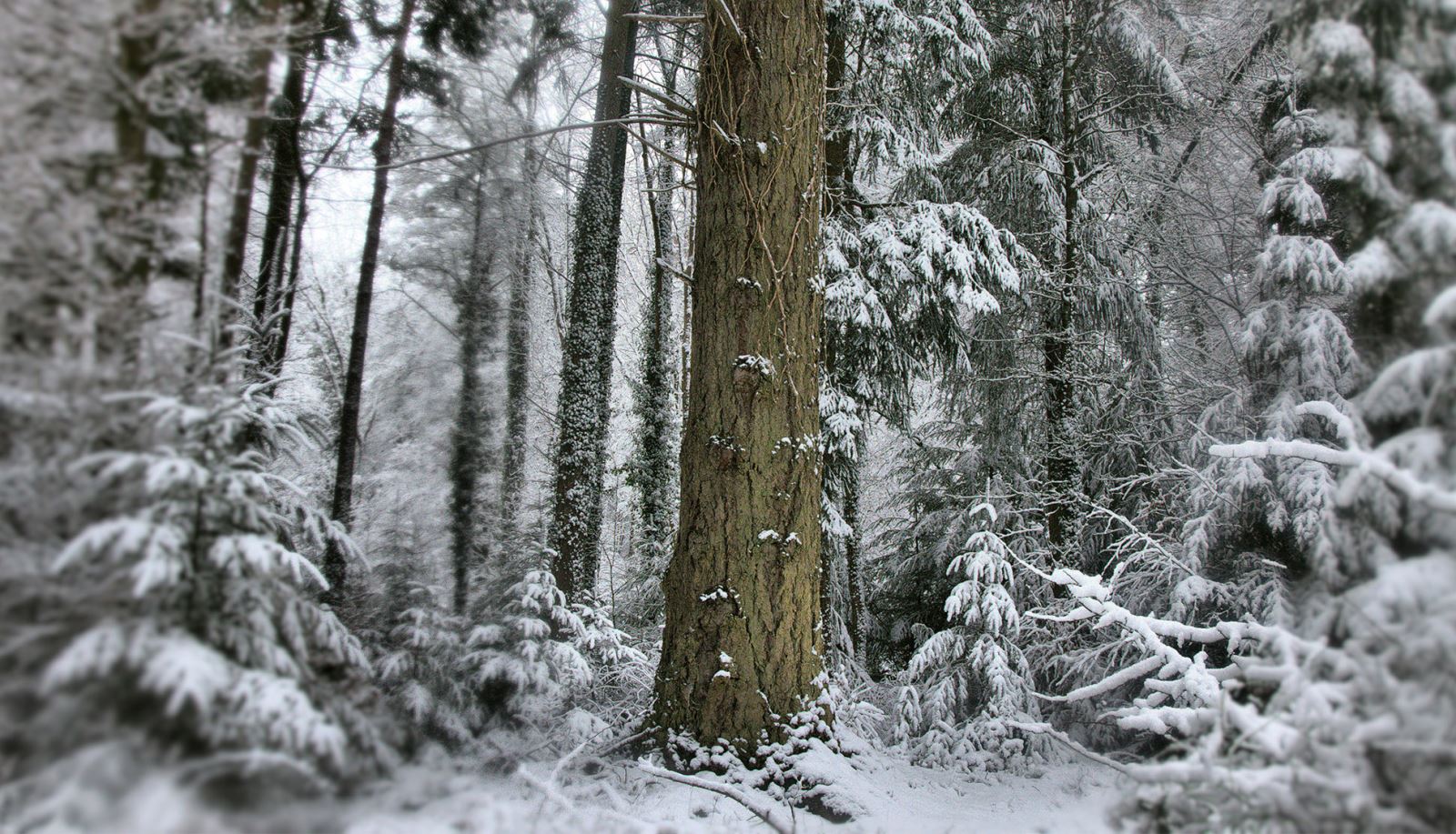 Tall Tree Trail in the New Forest